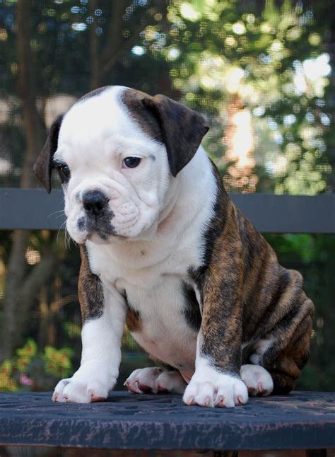 hermes bulldogs|wheelers olde english bulldogges.